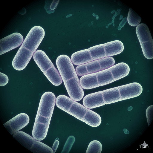 Lactobacillus Paracasei